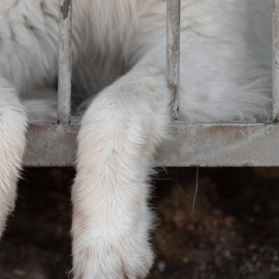 repudio-por-aberrante-caso-de-maltrato-animal:-envenenaron-a-18-perros-en-popayan
