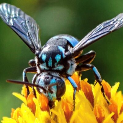 could-native-bees-be-driven-to-extinction-while-scientists’-eyes-are-elsewhere?