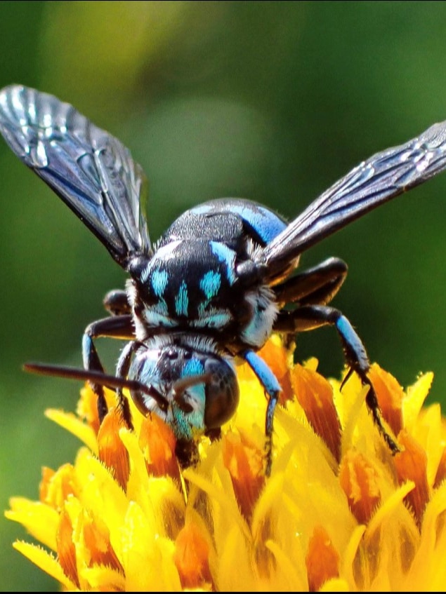 could-native-bees-be-driven-to-extinction-while-scientists’-eyes-are-elsewhere?