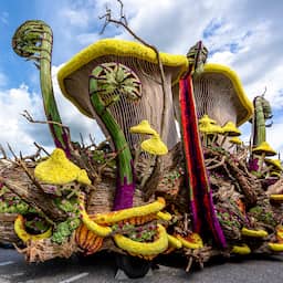 praalwagens-bloemencorso-misten-dit-jaar-door-klimaatverandering-bijna-de-hyacinten
