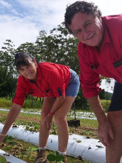 trailblazing-‘pick-your-own’-strawberry-farmers-call-time-after-decades-of-sweet-success