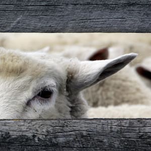 family-reeling-after-pet-sheep-killed-in-suspected-dog-attack