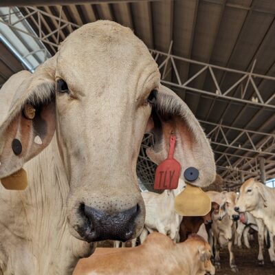 ‘strong-evidence’-suggests-parasitic-disease-killed-150-nt-cattle