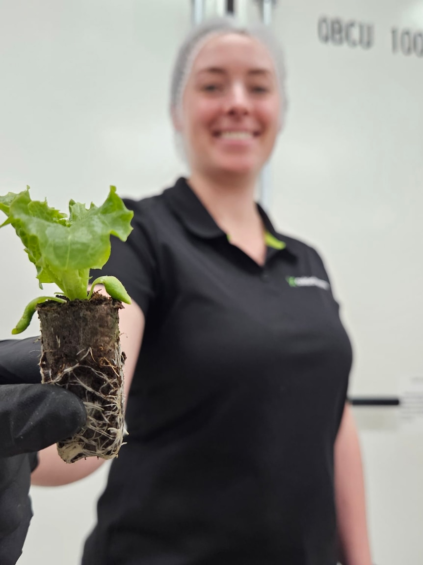 how-vertical-farming-may-put-australia’s-ancient-edible-plants-on-our-dining-tables