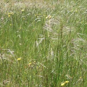 farmers-in-horizons-region-warned-to-look-out-for-‘painful’-chilean-needle-grass