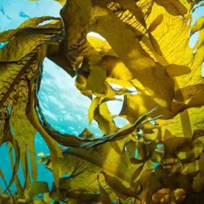 green-aquaculture-farming-of-kelp-and-mussels-lumped-with-same-planning-costs-as-coal-mines
