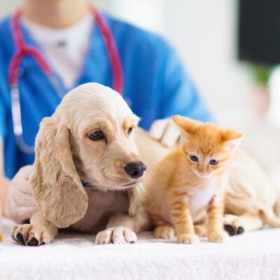 zelfs-bij-tripje-naar-nederland:-huisdier-vaccineren-tegen-hondsdolheid-is-verplicht