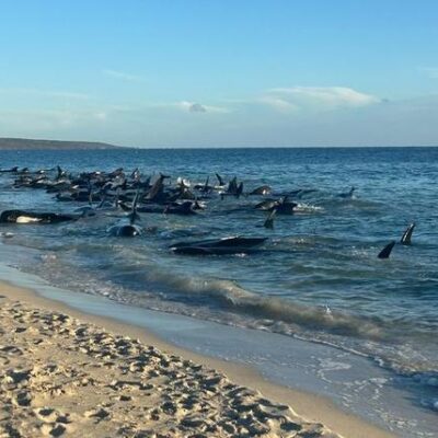mellom-50-og-100-grindhvaler-strandet-i-australia