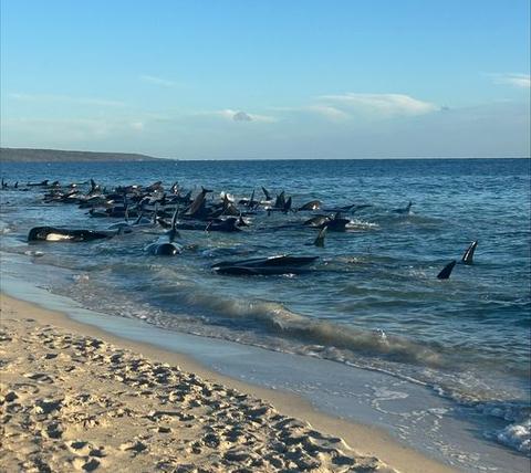 mellom-50-og-100-grindhvaler-strandet-i-australia