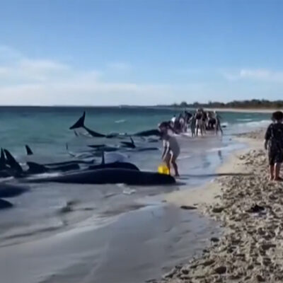 Αυστραλία:-Δεκάδες-μαυροδέλφινα-βρέθηκαν-σε-ακτή