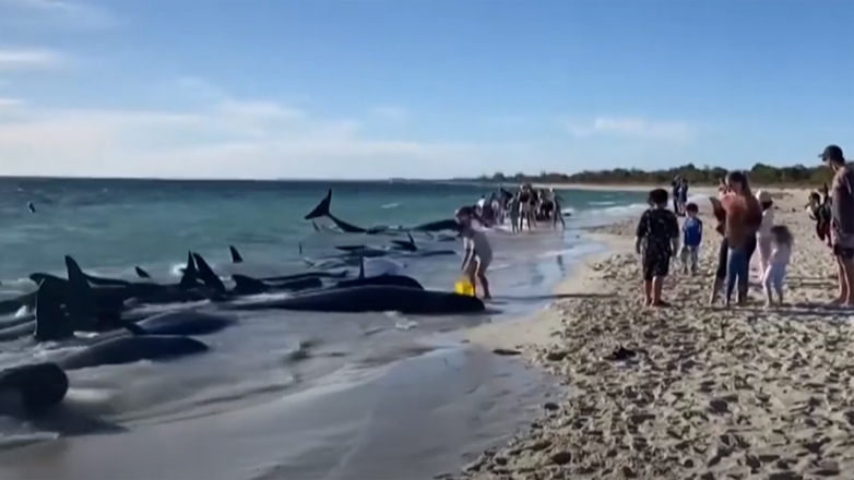 Αυστραλία:-Δεκάδες-μαυροδέλφινα-βρέθηκαν-σε-ακτή