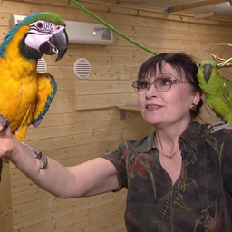 lapsepolvesobrad-peavad-lasnamael-papagoidele-puhendatud-kontaktloomaaeda