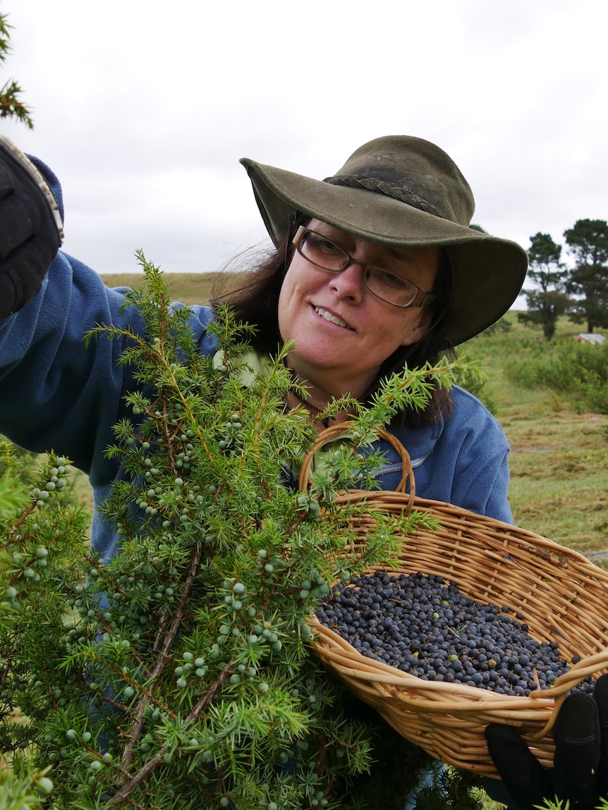 australian-grown-juniper-berries-could-prove-the-perfect-ingredient-for-local-gin-makers
