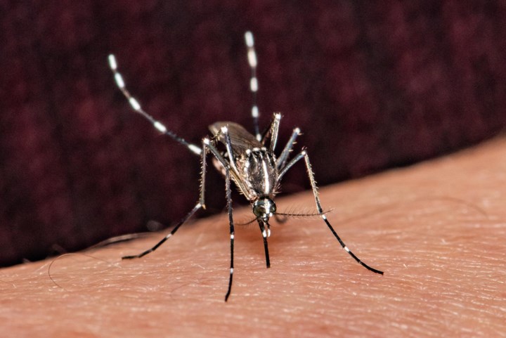 expert-waarschuwt-voor-forse-toename-van-ziektes-zoals-dengue-en-malaria-in-europa-door-klimaatverandering