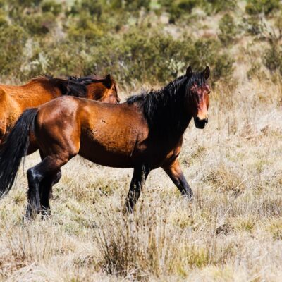 nsw-suspends-brumby-rehoming-after-discovery-of-hundreds-of-dead-horses
