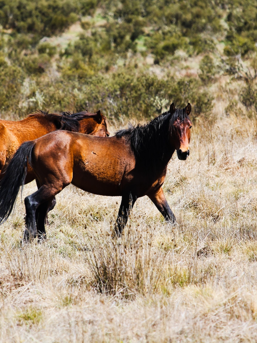 nsw-suspends-brumby-rehoming-after-discovery-of-hundreds-of-dead-horses