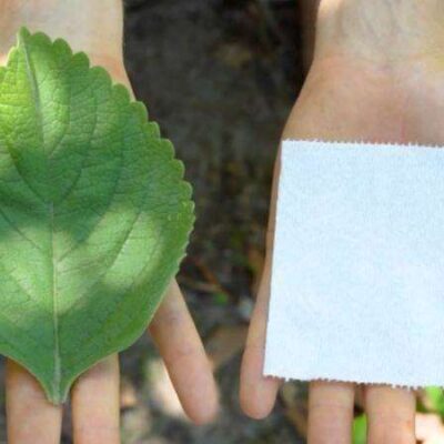 “el-papel-higienico-del-futuro”:-la-planta-que-se-usa-como-alternativa-al-papel-sanitario-en-africa-y-eeuu.