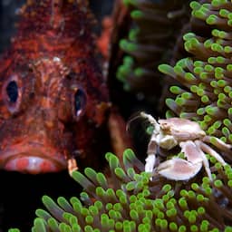 koraalduivel-rukt-op-en-bedreigt-biodiversiteit-in-middellandse-zee