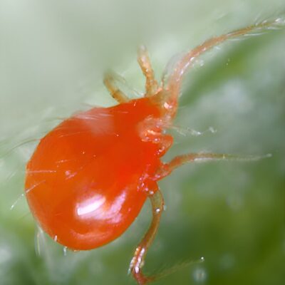 the-tiny,-blind,-predatory-mite-engaged-in-a-microscopic-battle-for-one-of-australia’s-favourite-fruits