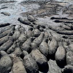 botswana-vreest-voor-lot-nijlpaarden-die-vastzitten-in-de-modder-vanwege-droogte