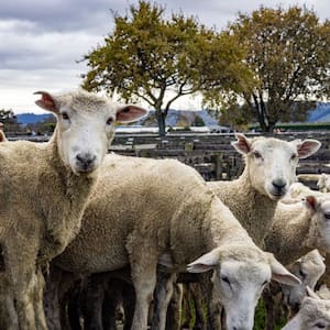 new-zealand-centre-for-brain-research-testing-alzheimer’s-treatments-on-sheep