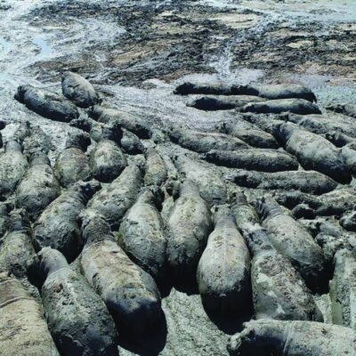herds-of-hippos-trapped-in-mud-in-drought-hit-botswana