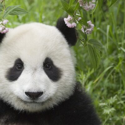 sua-si-china-vor-coopera-pentru-protejarea-ursilor-panda