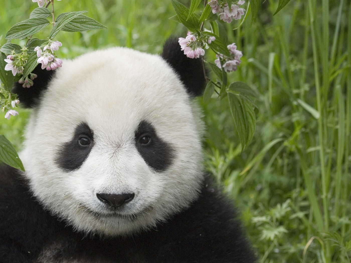 sua-si-china-vor-coopera-pentru-protejarea-ursilor-panda