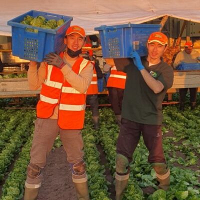 Кыргызстанцы-в Великобритании:-как-работают-и выживают-на полях-местных-фермеров