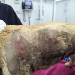 owner-of-dog-viciously-mauled-by-large-pack-on-whitford-track-claims-dog-walker-had-‘no-control’