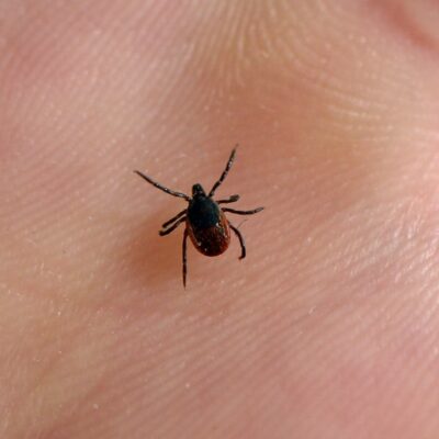 what-you-need-to-know-about-ticks-in-denmark-and-how-to-avoid-them