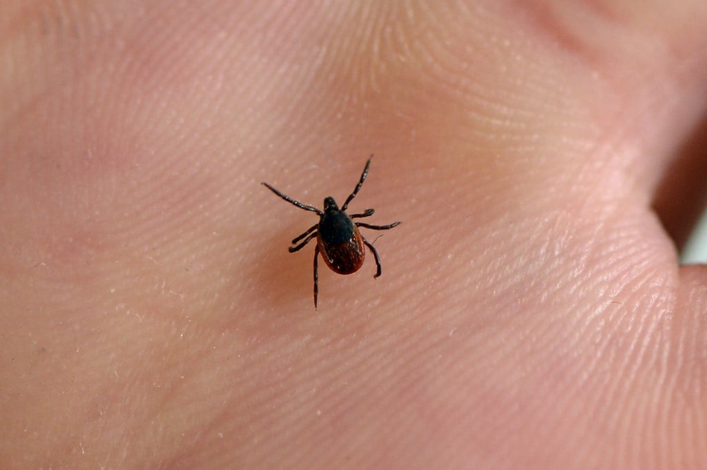 what-you-need-to-know-about-ticks-in-denmark-and-how-to-avoid-them