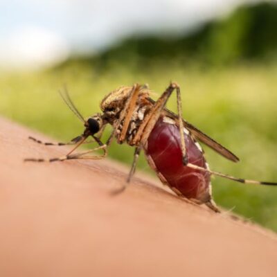 ministerio-de-salud-declaro-emergencia-sanitaria-nacional-en-guatemala-por-dengue:-¿que-significa-esta-medida?