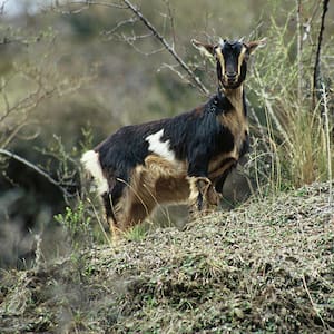 tongariro-national-park-to-be-searched-for-feral-goats