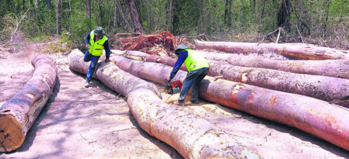 en-bolivia-el-80%-de-la-produccion-de-madera-es-de-operaciones-comunitarias