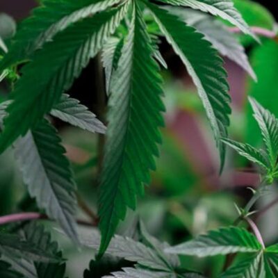 estados-unidos-clasificara-a-la-marihuana-como-una-droga-de-bajo-riesgo