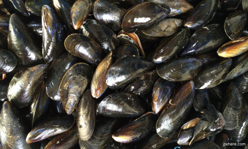 mussels-from-pd,-malacca-still-not-safe-for-consumption-–-fisheries-dept
