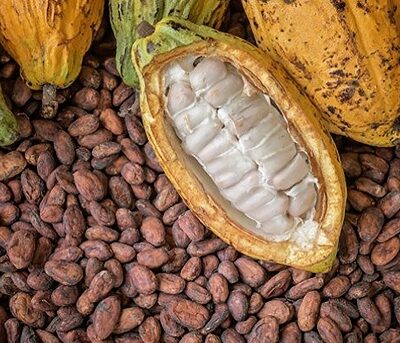 gunmen-guard-cocoa-farms-in-uganda-as-prices-soar