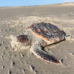 drie-overleden-dikkopschildpadden-in-korte-tijd-aangespoeld-in-friesland