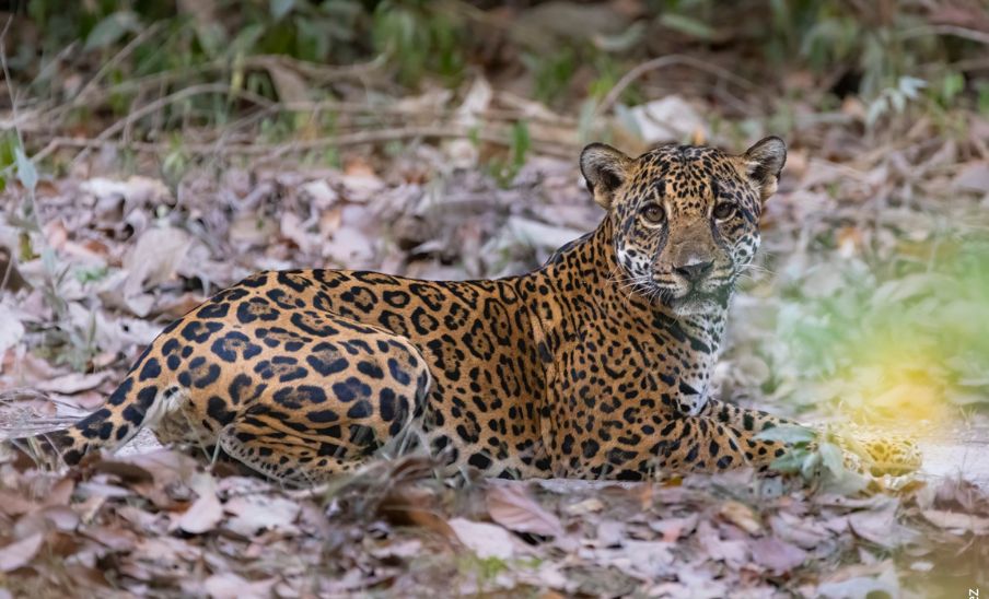 jaguar-hembra-fue-captada-en-chosquitan-en-la-selva-petenera,-mayo-2024