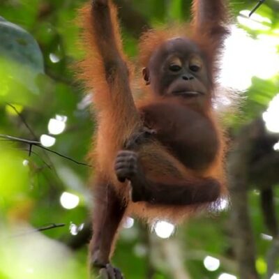 orangotango-e-o-primeiro-animal-observado-a-curar-ferida-com-uma-planta-medicinal
