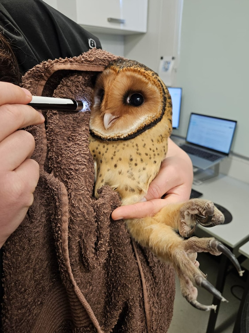 rare-tasmanian-masked-owl-rescued-in-joint-effort-by-wildlife-rescue,-builder-and-roof-painter