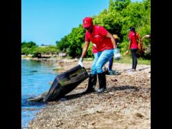 scotiabank-volunteers-tackle-waste-in-kingston-harbour-mangrove-forests