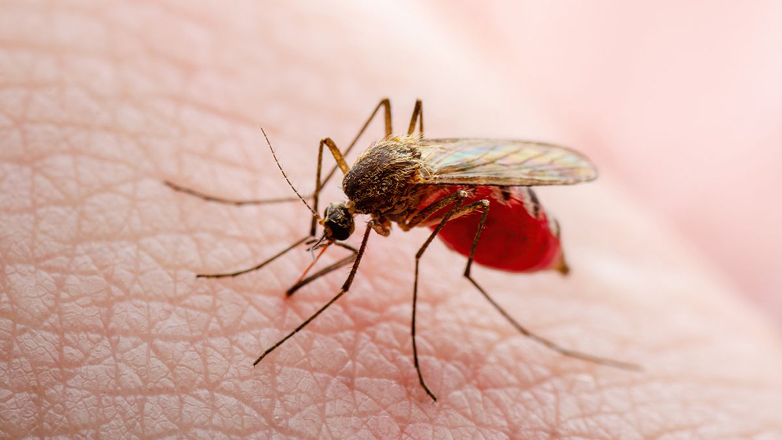 Οι-ασθένειες-που-μεταδίδονται-με-τα-κουνούπια-εξαπλώνονται-στην-Ευρώπη-λόγω-της-κλιματικής-κρίσης