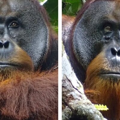 un-orangutan-logra-curarse-solo-con-una-planta-medicinal