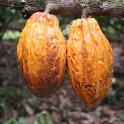 boom-de-precio-del-cacao-¿es-buen-momento-para-sembrar-de-esta-fruta?