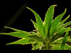 what-marijuana-reclassification-means-for-the-us