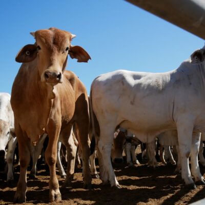 '복원력이 강한' 호주 쇠고기 산업은 코로나 이후에도 번창할 준비가 되어 있습니다?