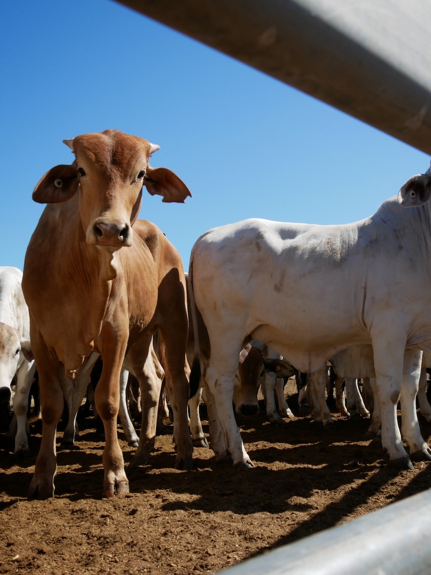 is-the-‘resilient’-australian-beef-industry-primed-to-thrive-after-covid?