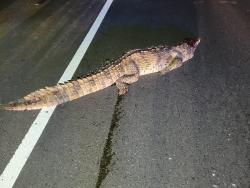 driver-suffers-damage-to-car-after-hitting-crocodile-on-portmore-toll-road